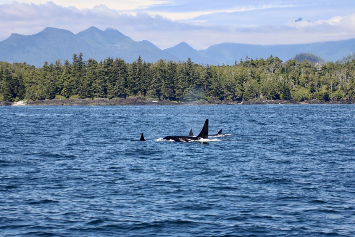 whale-watching-Ucluelet-cameron-ocean-adventures