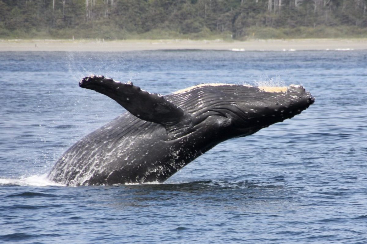 whale-watching-Ucluelet-cameron-ocean-adventures